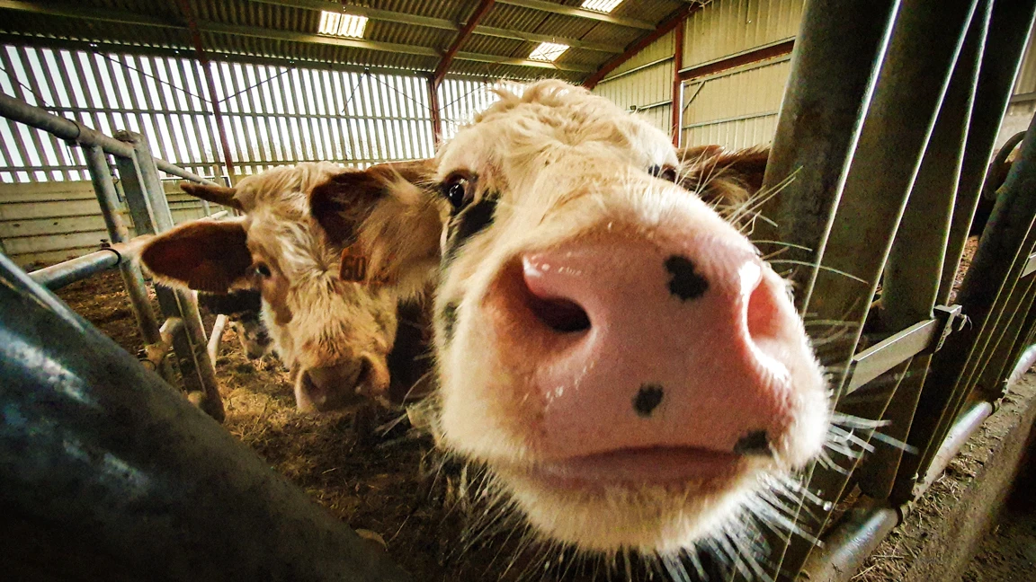 Pose de filets de sécurité en sous-face de charpente